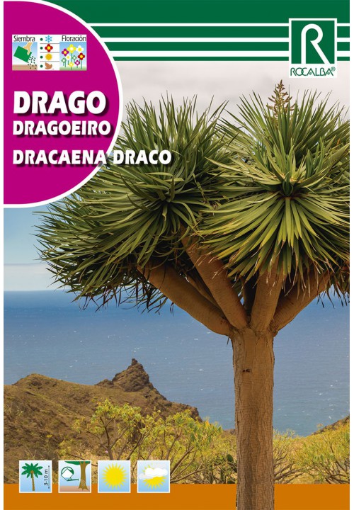 Dracena (Draco)