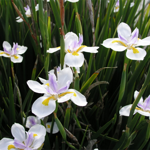 Dietes grandiflora 5 seminţe 