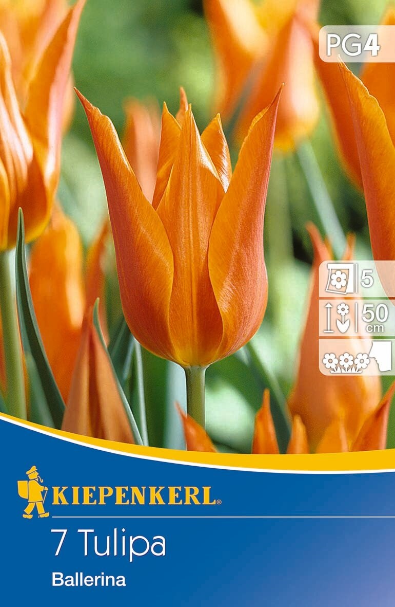 Virághagyma Tulipán Ballerina 7 db Kiepenkerl