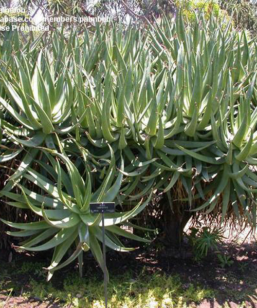 Floarea Aloe (Aloe castanea) 5 seminţe