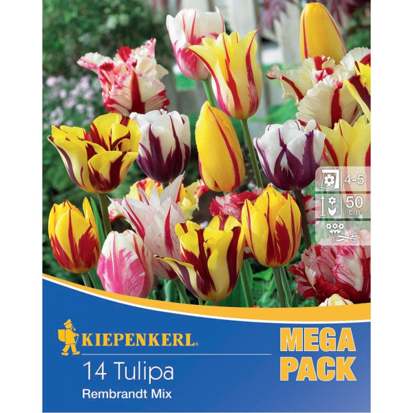 Bulb de flori Lalea Mega-Pack Rembrandt mix Kiepenkerl 14 buc