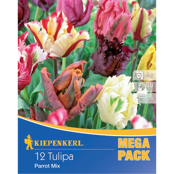 Bulb Lalea Mega-Pack (floare de papagal) mix de culori Kiepenkerl 12 buc