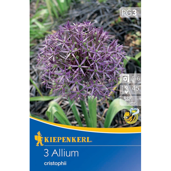 Ceapă înflorită Ceapă ornamentală (Allium christophii) Kiepenkerl 3 buc