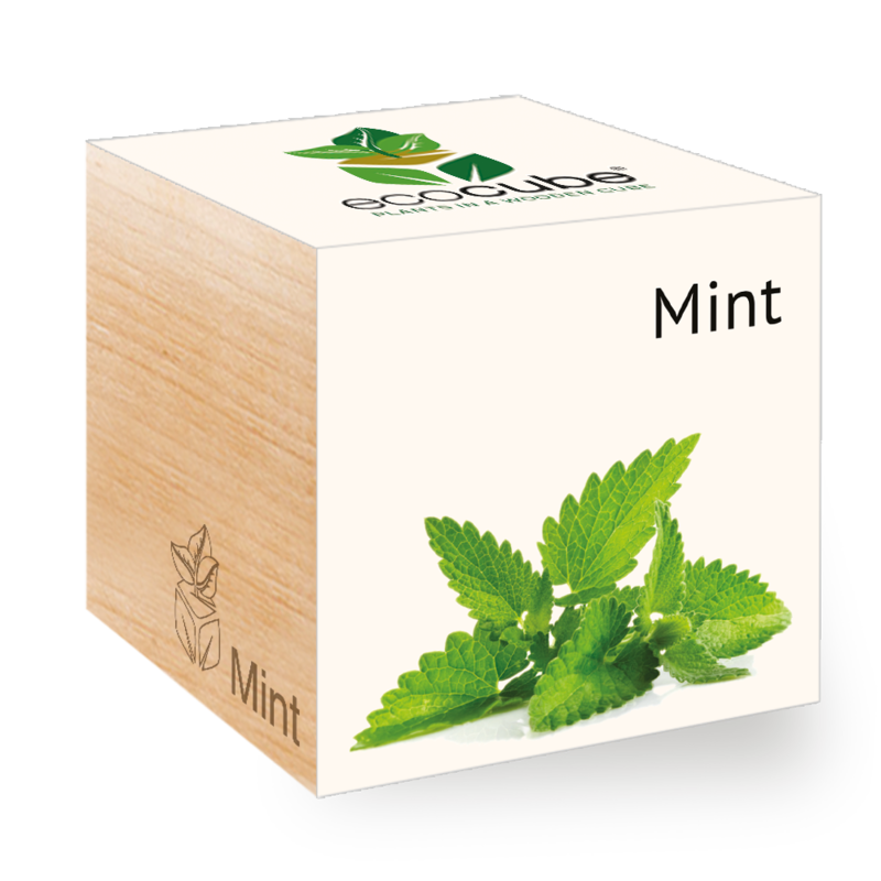 ecocube - Menta