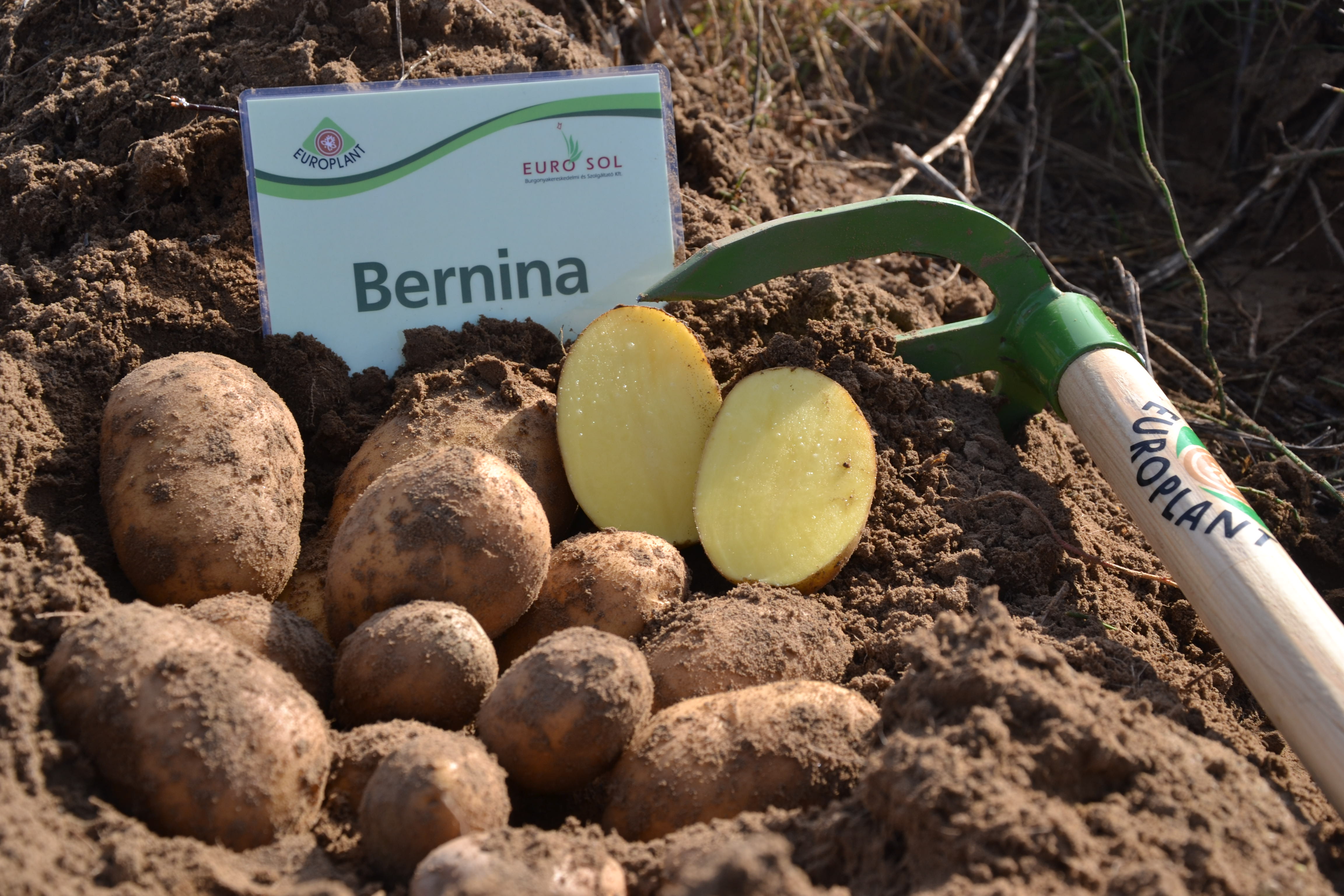Potato seed tuber "Bernina" 50 pcs