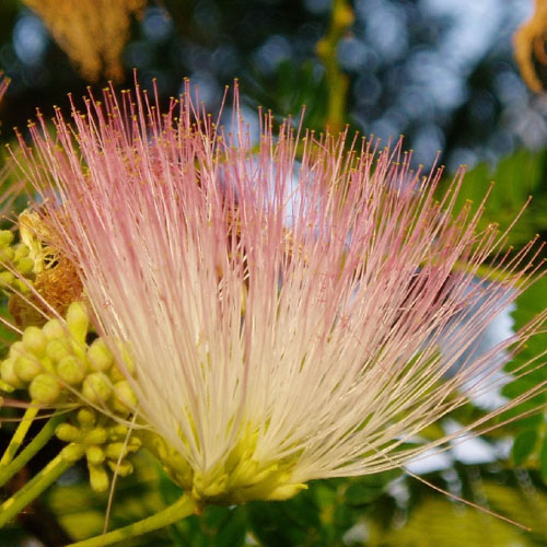 Arbore de mătase (Albizia julibrissin) 5 seminţe