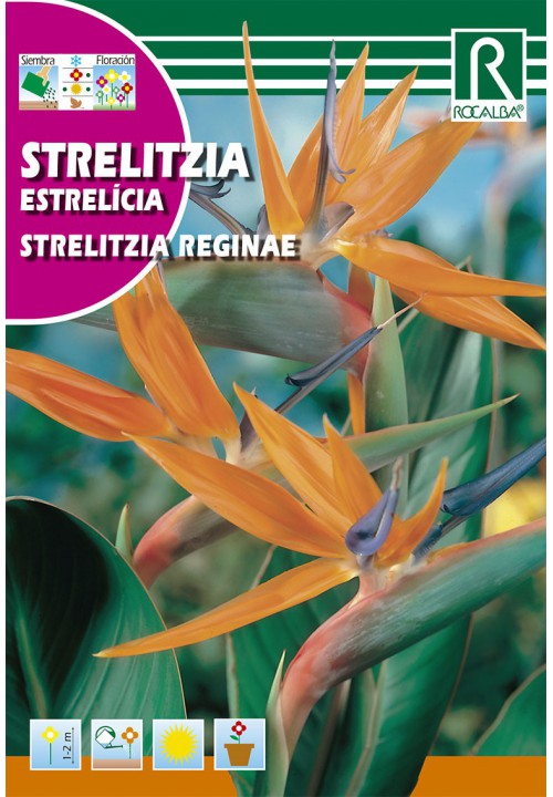 Pompás papagájvirág narancs (Strelitzia reginae) Rocalba