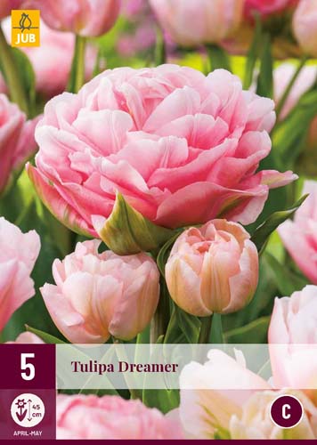 Virághagyma Tulipán Dreamer 5 db JUB