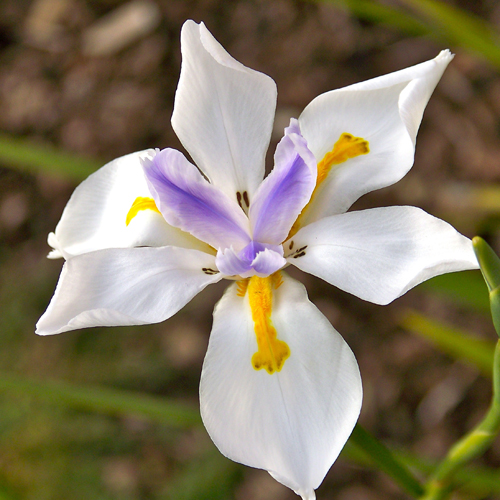 Dietes grandiflora 5 seminţe 