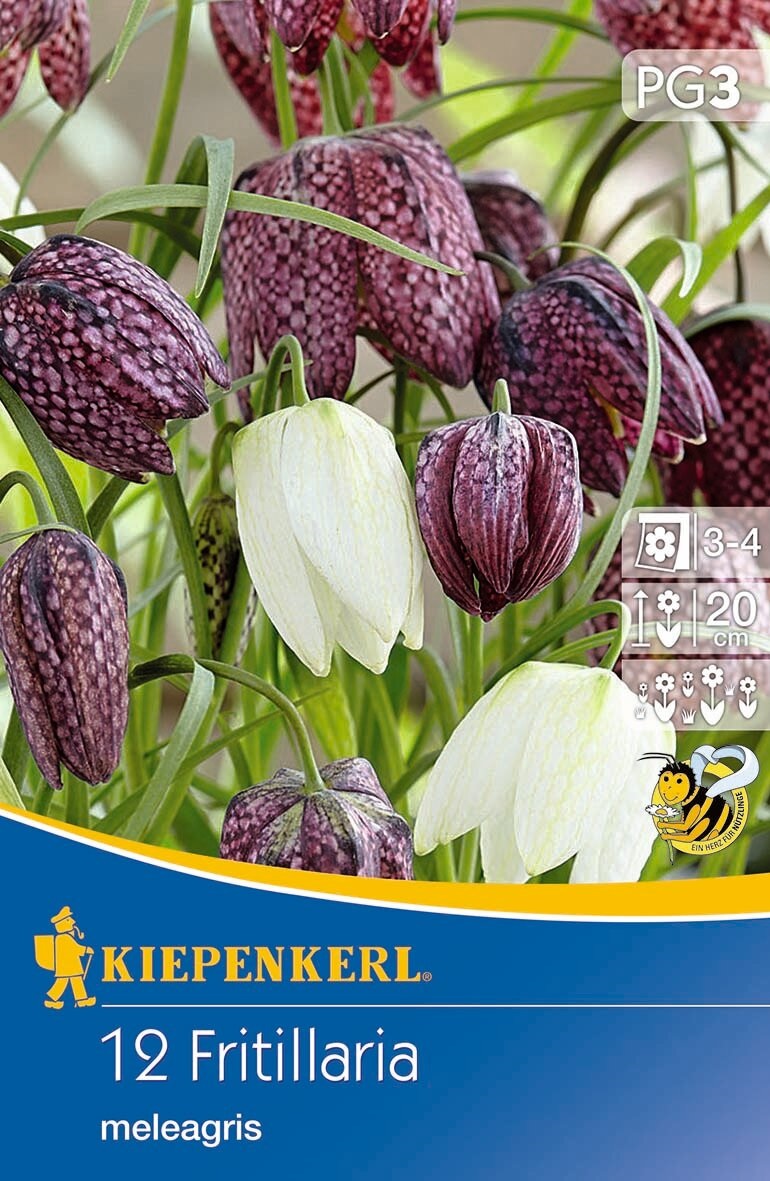 Bulbs Cubed lily 12 pcs Kiepenkerl