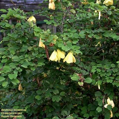 Copac orhidee galben (Bauhinia tomentosa) 5 seminţe