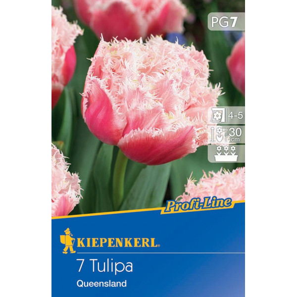 Bulb de flori Tulip Queensland Kiepenkerl 7 buc