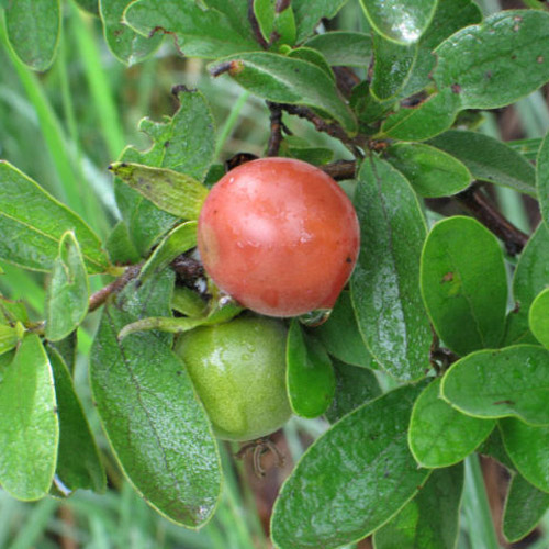 Prune de maimuță (Diospyros lycioides) 5 semințe