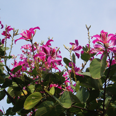 Arborele cu orhidee (Bauhinia purpurea) 5 semințe