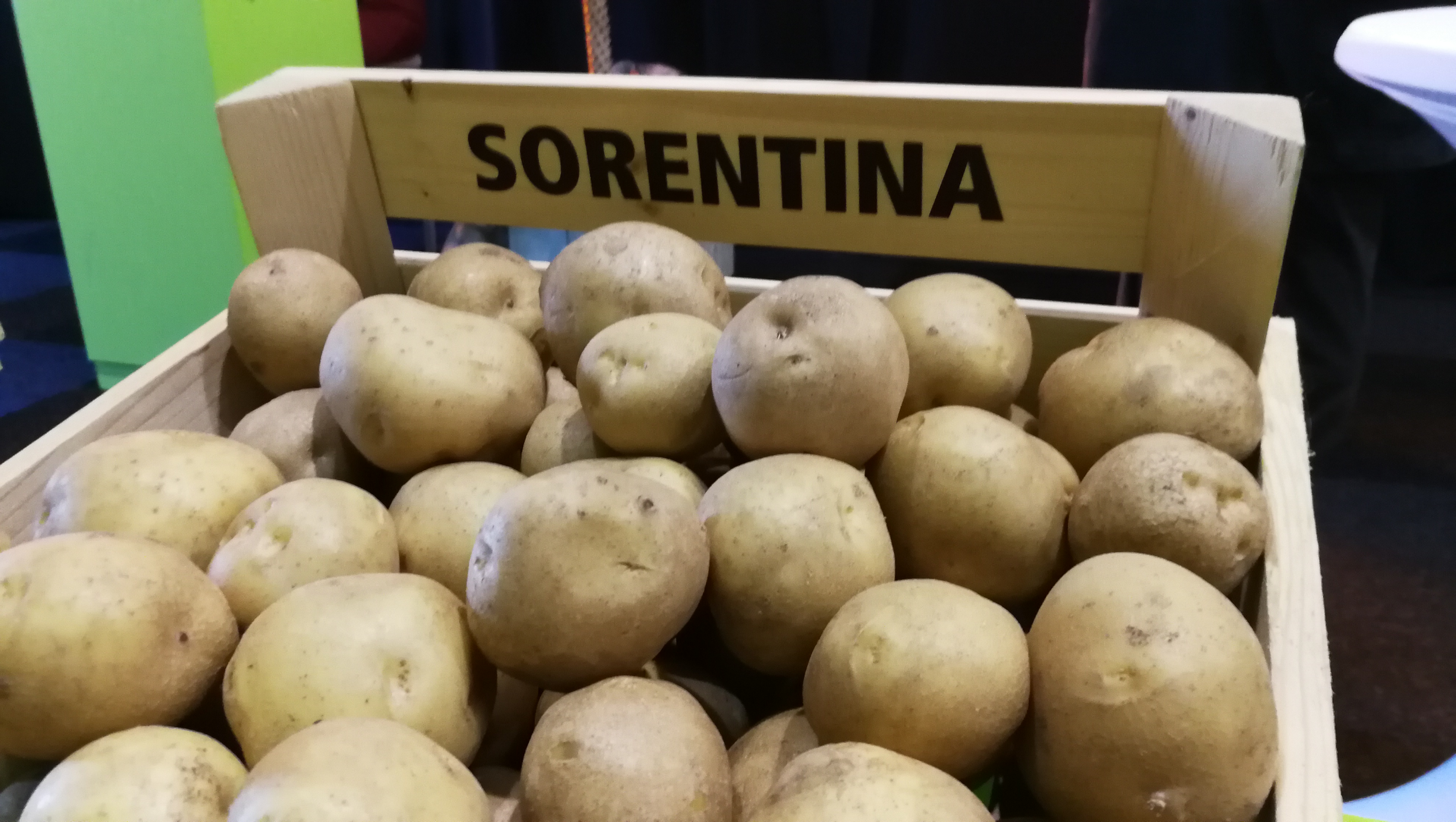 Tuberculi de cartofi pentru semanat, cartofi pentru chips "Sorentina" 50 buc