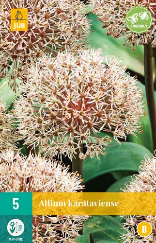 Ceapă înflorită Ceapă ornamentală (Allium) Karataviense 5 buc JUB