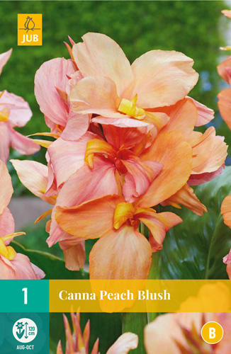 Bulb de flori Canna Peach Blush 1 bucată JUB