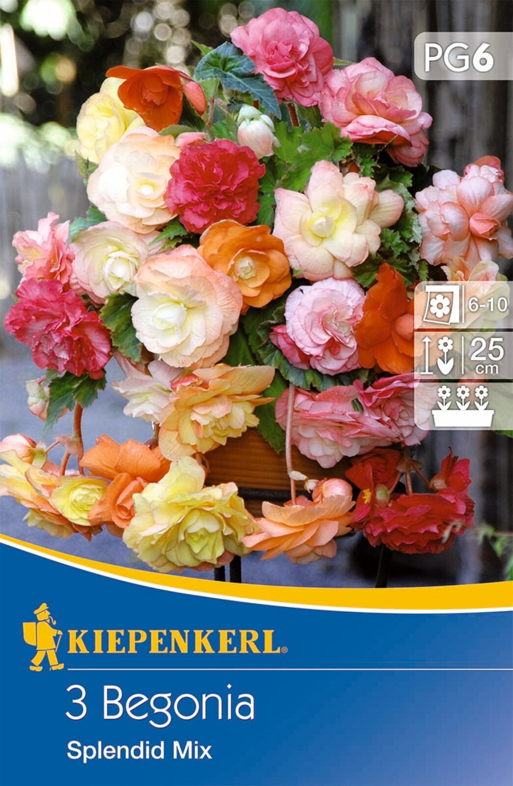 Bulbs Rubbery begonia Splendid Mix Kiepenkerl 3 pcs