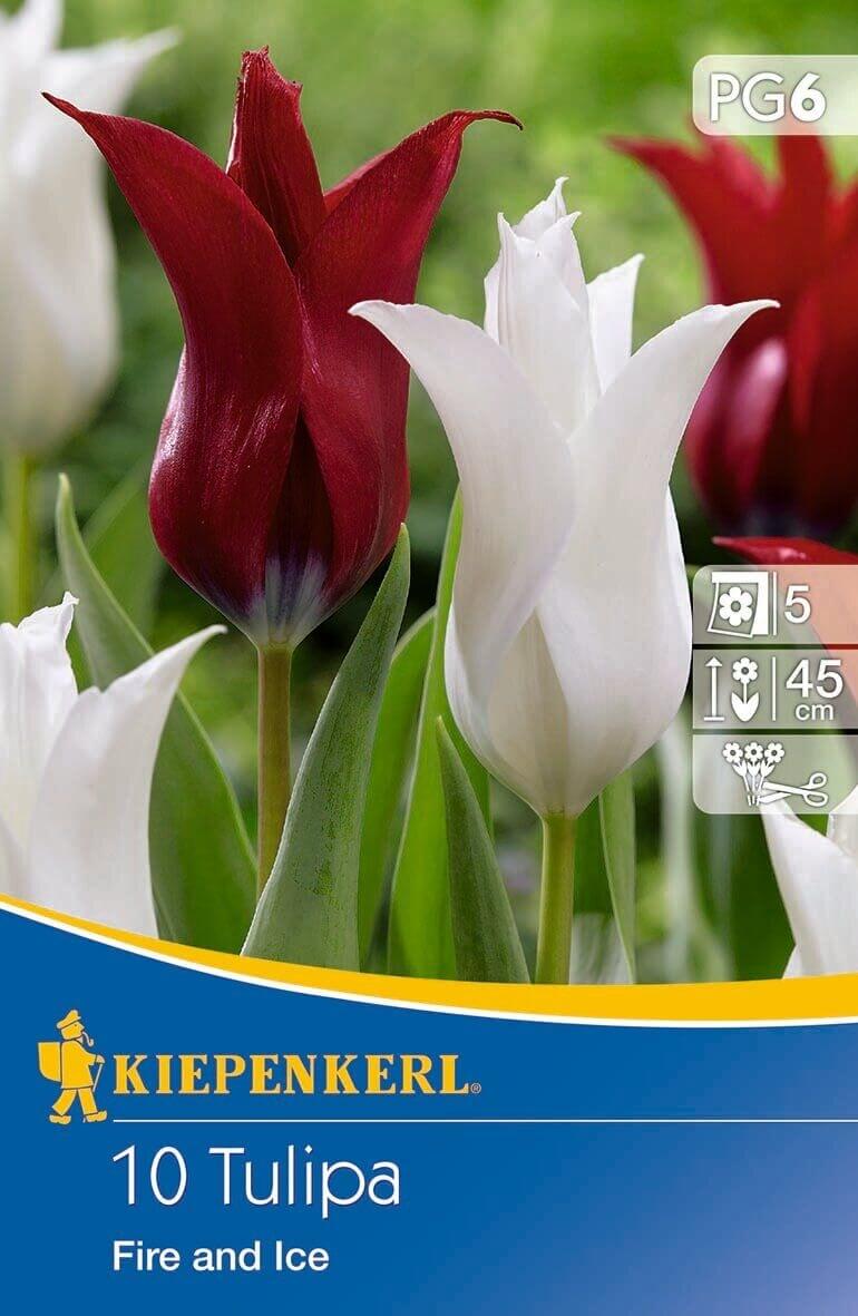 Bulb Tulip mix Foc și gheață Kiepenkerl 10 buc