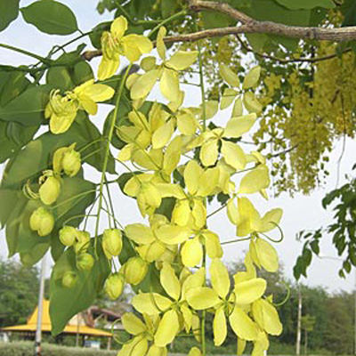 Indiai szenna (Cassia fistula) 5 szem