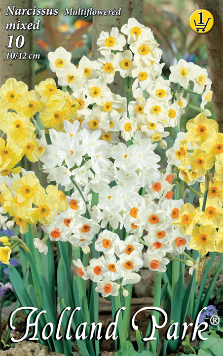 Bulb Daffodil Bouquet colour mix 8 pcs Garden Seed from Rédei