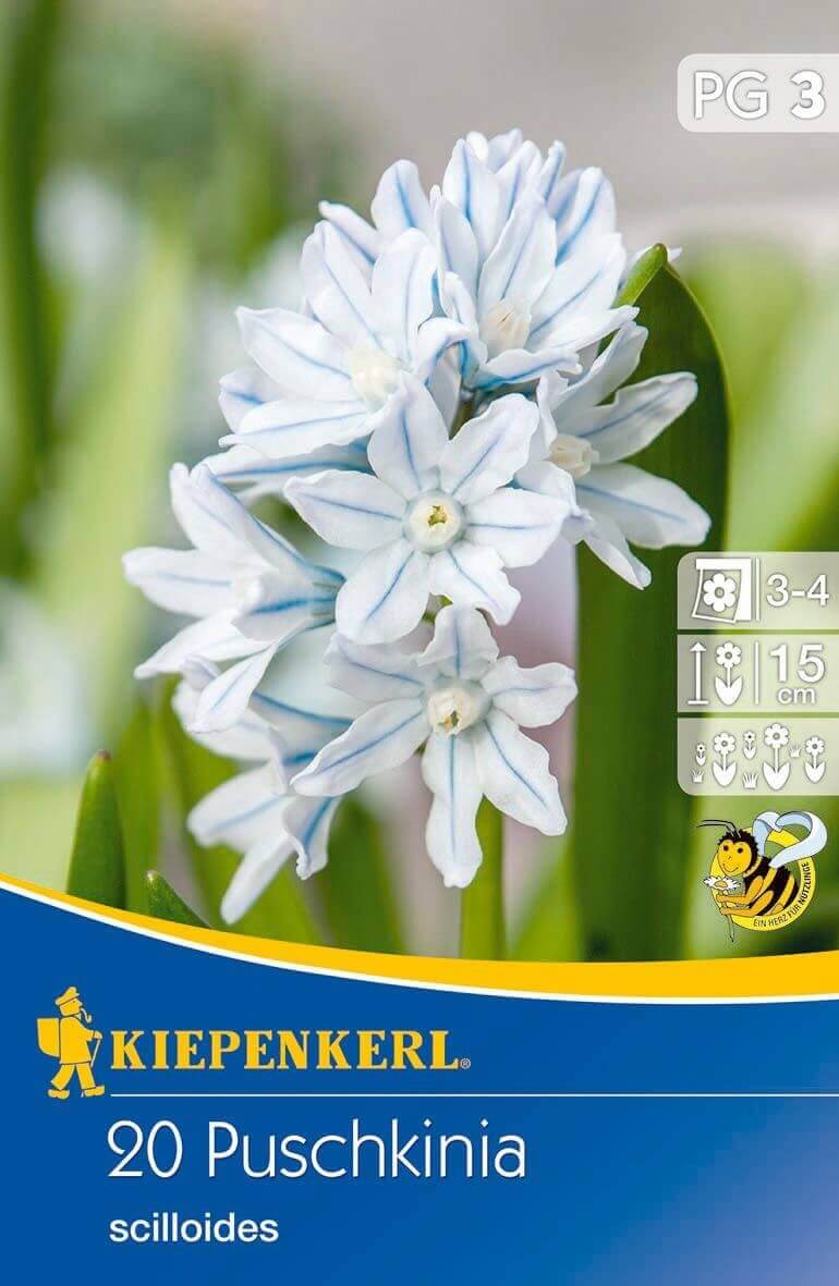 Bulbs Starry Pushkin's Flower (Puschkinia) 20 pieces Kiepenkerl