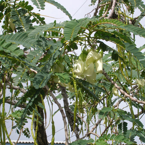 Sasbania grandiflora 5 seminţe