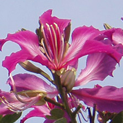 Arborele cu orhidee (Bauhinia purpurea) 5 semințe