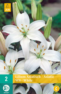 Bulb de flori crin (asiatic) alb 2 buc JUB