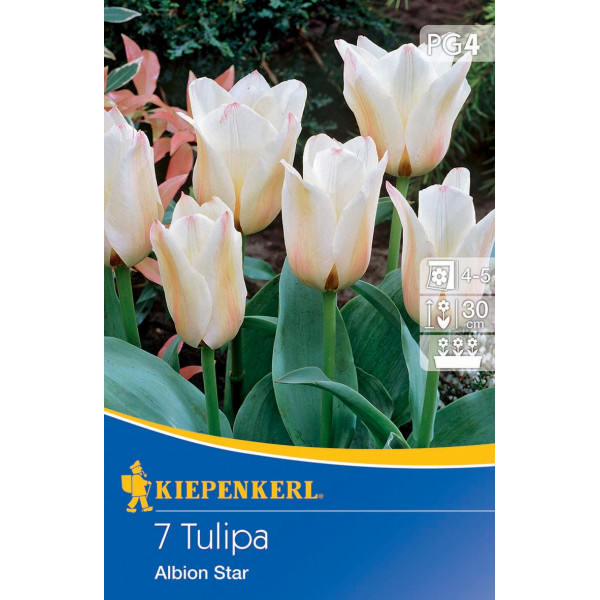 Bulb de flori Lalea Albion Star Kiepenkerl 7 buc