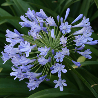 Korai kék szerelemvirág (Agapanthus praecoX Blue) 5 szem