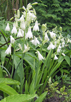 Nyári jácint (Ornithoganum cadicans) 5 szem