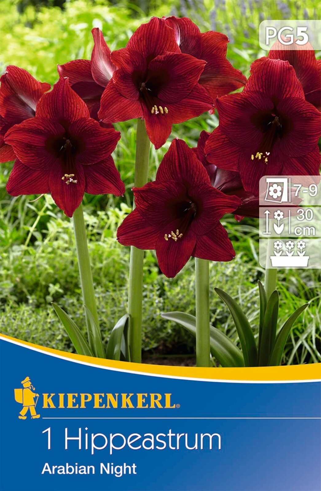 Bulb Amaryllis Arabian Night (burgundy) Kiepenkerl 1 pc