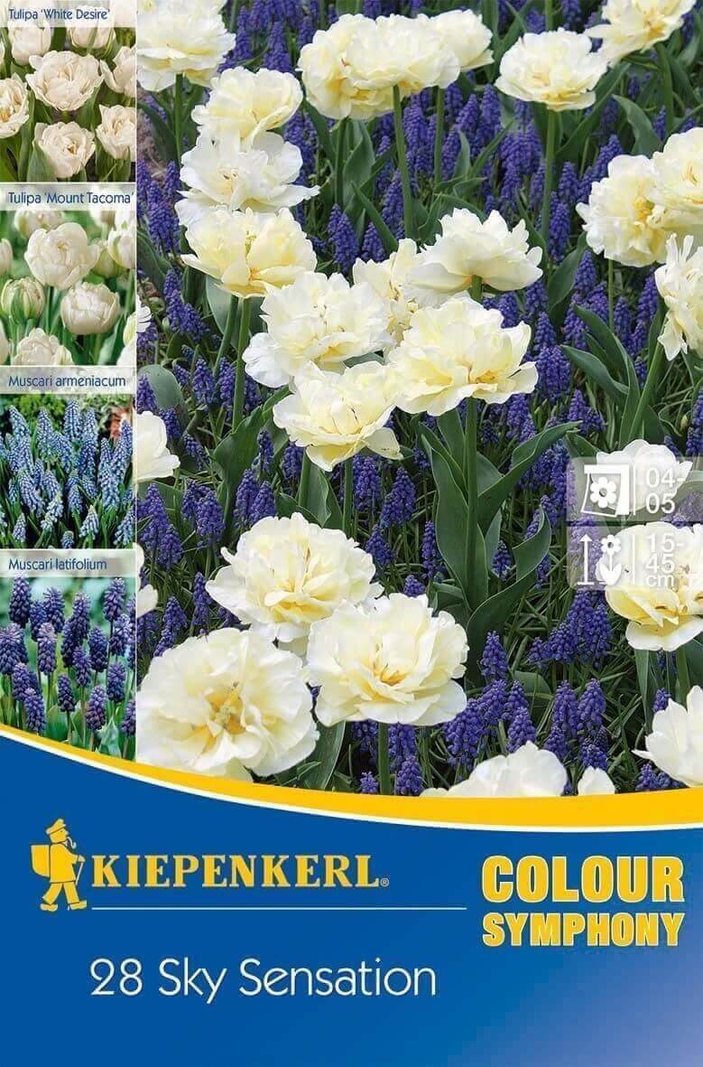 Bulb Culoare Symphony 'Sky Sensation' (lalea + perla) Kiepenkerl 28 buc