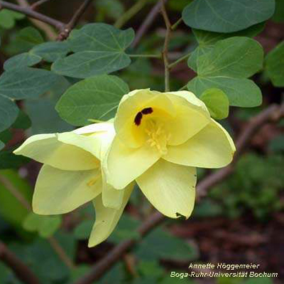 Copac orhidee galben (Bauhinia tomentosa) 5 seminţe