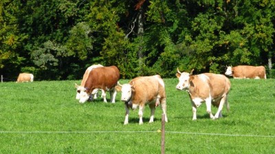  33/5000 Semințe de iarbă Amestec de luncă gigant 25 kg