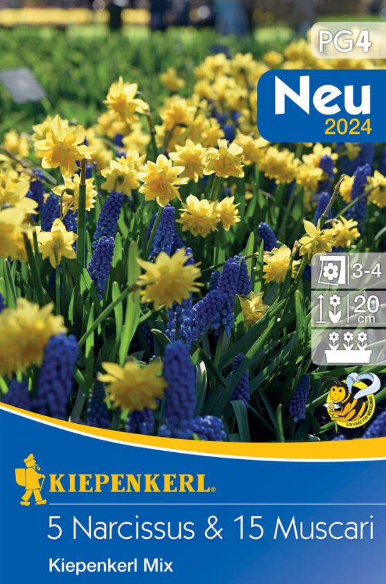 Bulb de floare Narcisă-Albastru sortiment 20 buc Kiepenkerl