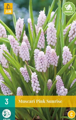 Bulb de flori Muscari Pink Sunrise 3 bucăți JUB