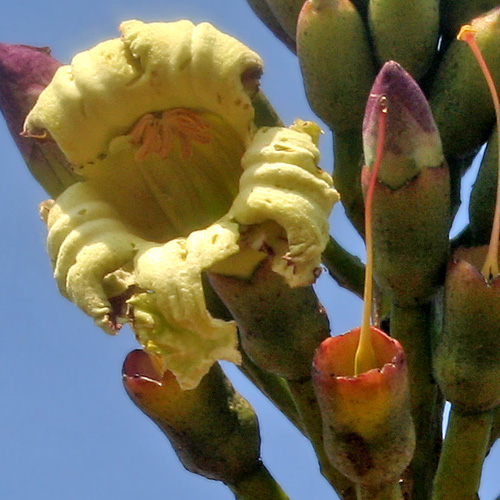 Arborele lui Damocles (Oroxylum indicum) 5 semințe