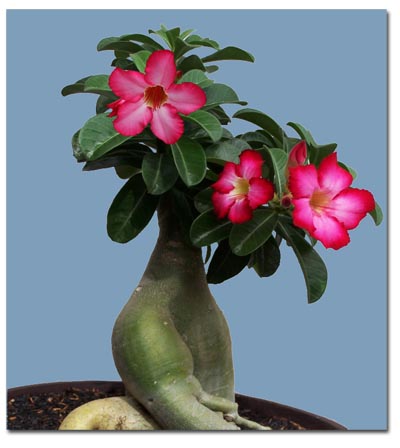 Palackfa (Adenium obesum) 5 szem