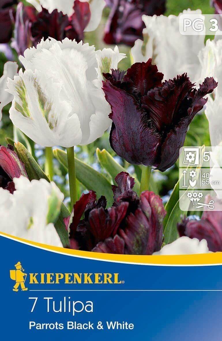 Bulb de flori Tulip-Duo Papagali negru și alb Kiepenkerl 7 buc