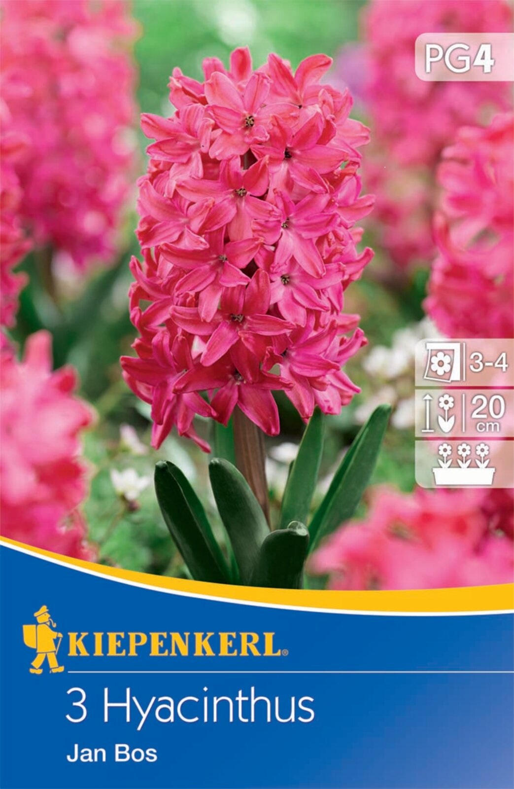 Flower bulb Jácint Jan Bos 3 pcs Kiepenkerl