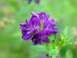 Lucernă  II. grade din Szarvas AS 1 kg