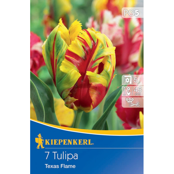 Bulb de flori Lalea (floare de papagal) Texas Flame Kiepenkerl 7 buc