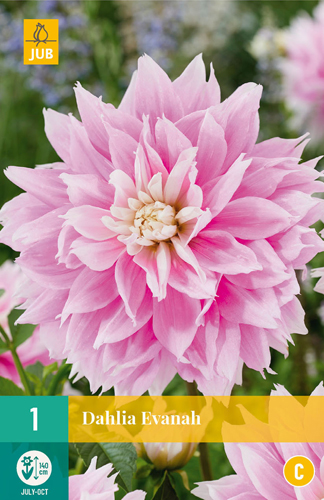 Bulb Dahlia Evanah 1 bucată JUB