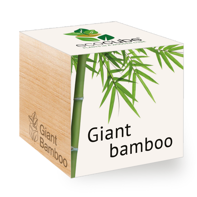 ecocube-Oriatic bamboo