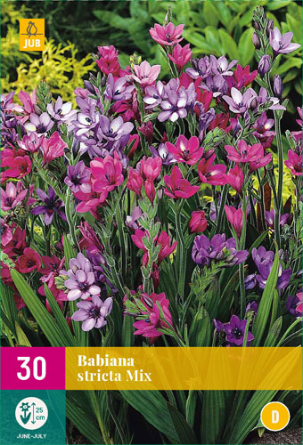 Bulb Babiana stricta (rădăcină Babiana) 10 bucăți JUB