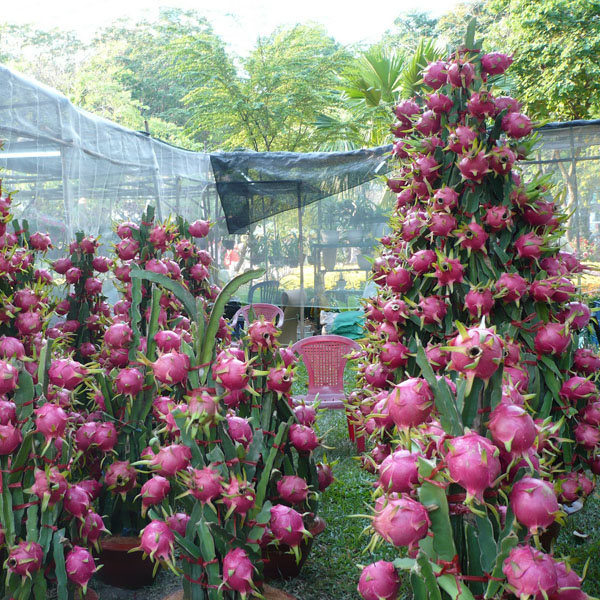 Prinţesa nopţii, Fructul dragonului (Hylocereus undatus) 5 seminţe