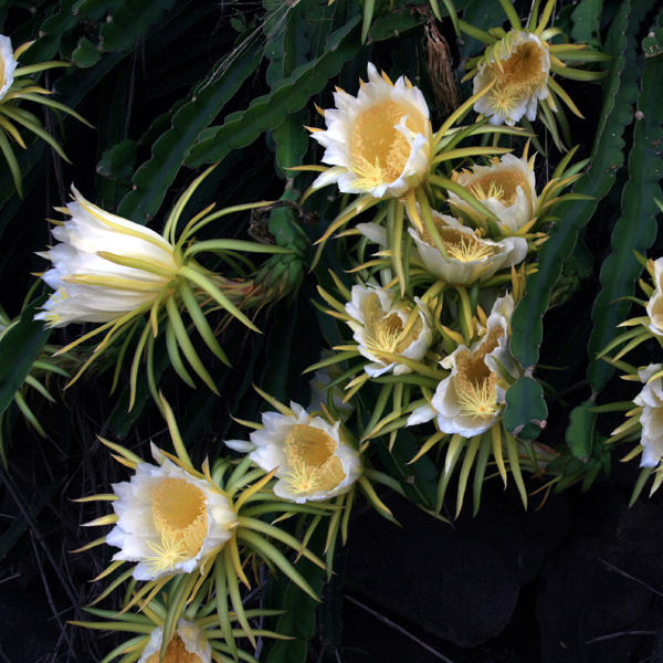 Prinţesa nopţii, Fructul dragonului (Hylocereus undatus) 5 seminţe