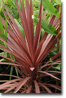 Lila levelű bunkóliliom (Cordyline australis Purpurea) 5 szem